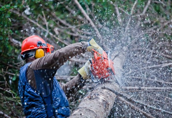Professional Lumberjack Cutting a big Tree in the Forest during the Winter